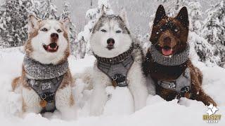 Nikolai’s FIRST DEEP SNOW with the Husky Squad