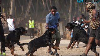 Rottweilers try to fight during photoshoot