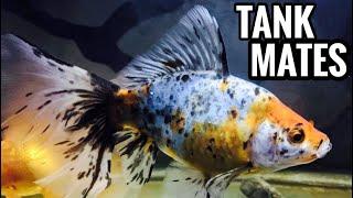 Top 3 Shubunkin Goldfish Tank Mates