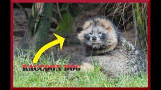 Raccoon dog sound / Tanuki sound / Mangut / Nyctereutes procyonoides