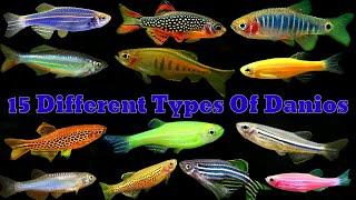 All Types Of Danios | Top 15 Aquarium Danios Fish