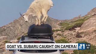 Goat vs. Subaru caught on Camera in Colorado!