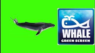 #Whale #ปลาวาฬ   Whale Green Screen    Effect video