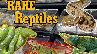 Florida's REPTICON Reptile expo! ( Rare/Expensive Snake's )