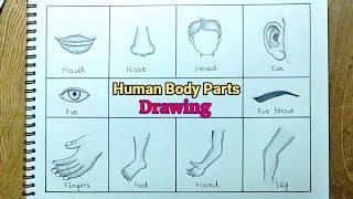 Human body parts drawing/How to draw parts of body