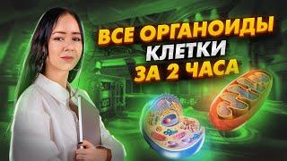 ВСЕ ОРГАНОИДЫ КЛЕТКИ ЗА 2 ЧАСА | Биология ЕГЭ