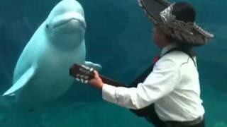 Mariachi Connecticut Serenades a Beluga Whale