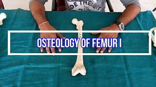 Osteology of femur II Side side determination | Anatomical Position | Attachments | Applied