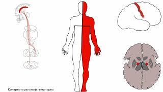 Пирамидный путь (кортико-спинальный, корково-спинномозговой). Центральный парез.