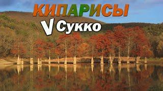 Кипарисы в Сукко и Ласточкины гнезда в Супсехе ,прогулка по Анапскому району!