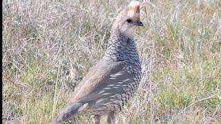 Game Bird Sounds Video: Scaled Quail Call: Bird Songs Western North America for Peace Relaxation