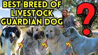 THE BEST LIVESTOCK GUARDIAN DOG BREED | WATCH THIS BEFORE YOU BUY AN LGD