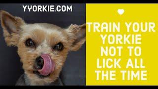 How To Train a Yorkie Not To Lick (A MUST WATCH)