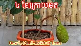 How To Plant Jackfruit Trees By Technique [@Techforshare]