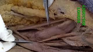 DISSECTION OF FRONT OF THIGH PART-1 BY DR MITESH DAVE