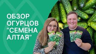 Лучшие семена огурцов от компании Семена Алтая!