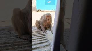 angry monkey | dangerous monkey | funny voice #shorts