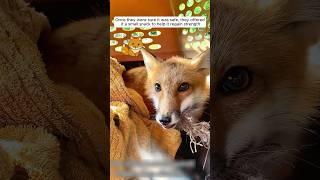 The girl rescued a fox stuck in football net