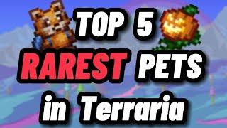 The TOP 5 RAREST pets in Terraria (1.4.4)