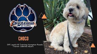 “Choco” 1 Y/O Cavachon | Fearful to Confident | Great Obedience |