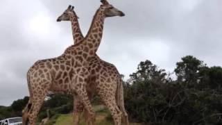 Giraffe play fight bumps into car