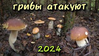 Грибы атакуют. Тихая охота 2024