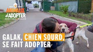 Galak, chien sourd, se fait adopter