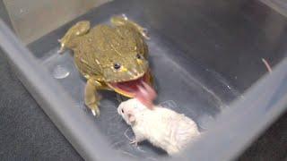 African Bullfrog Eats White Mice! WARNING LIVE FEEDING!!!