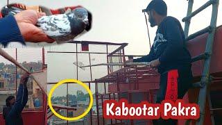 Chat Sy Kabootar Pakra | Hashim Mahmood Pigeons