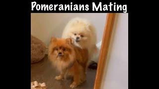 STUCK INSIDE HER  POMERANIANS MATING PART 3