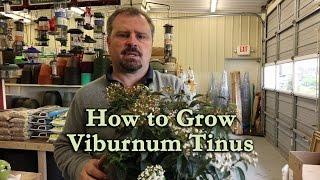 How to grow Viburnum Tinus (Spring Bouquet Viburnum)