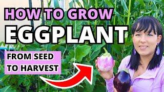 The Ultimate Eggplant Growing Guide: From Seed To Harvest #eggplant #garden #urbangardening  #plants