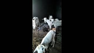 How much are Goats? | How to Start Goat Farming | Goat farming in Kenya