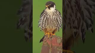 Cool Eurasian Hobby