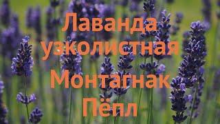 Лаванда узколистная Монтагнак Пёпл  обзор: как сажать, саженцы лаванды Монтагнак Пёпл