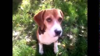 Beagle tricks