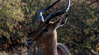 Hunting Impala In South Africa