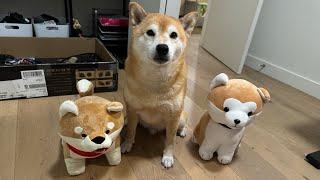 Kylo Meets Other Shiba Friends. Gives Knucklesandwiches Due to Turbulent Upbringing.
