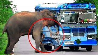 How to Keep Passengers Safe During a Wild Elephant Attack on a Bus#elephantattack