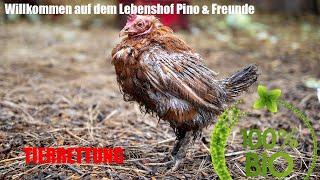 Willkommen auf dem Lebenshof Pino & Freunde   TIERRETTUNG in Siegen