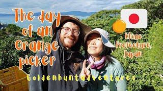 The day of an orange picker | Ehime prefecture, Japan | Farm life