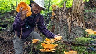 FORAGE AND COOK Chicken Of the Woods Mushrooms | Tons of Dying Salmon