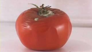 Tomato Time Lapse (2nd Version)