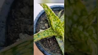 winter beauty of hybrid Aloe #youtubeshorts #youtube #garden #gardeninginnovations