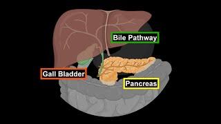 Anatomy of Bile Pathway, Gall Bladder & Pancreas