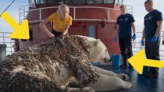 "Miracle Rescue: Polar Bear Saved from Millions of Painful Barnacles!"