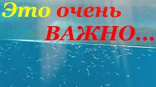 Как кормить мальков данио гло Чем кормить мальков данио гло Кормление малька инфузорией