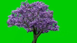 purple leaf tree leaves green screen _jacaranda tree video backgrounds