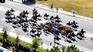 COWS ON PARADE: Immokalee’s cattle drive brings rancher history to life