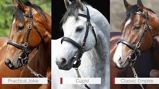 First Crop Yearling Sires Cupid and Classic Empire at Ashford Stud